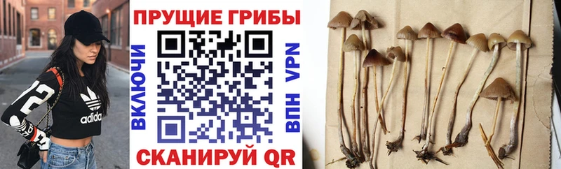 сколько стоит  Красноярск  Галлюциногенные грибы Cubensis 